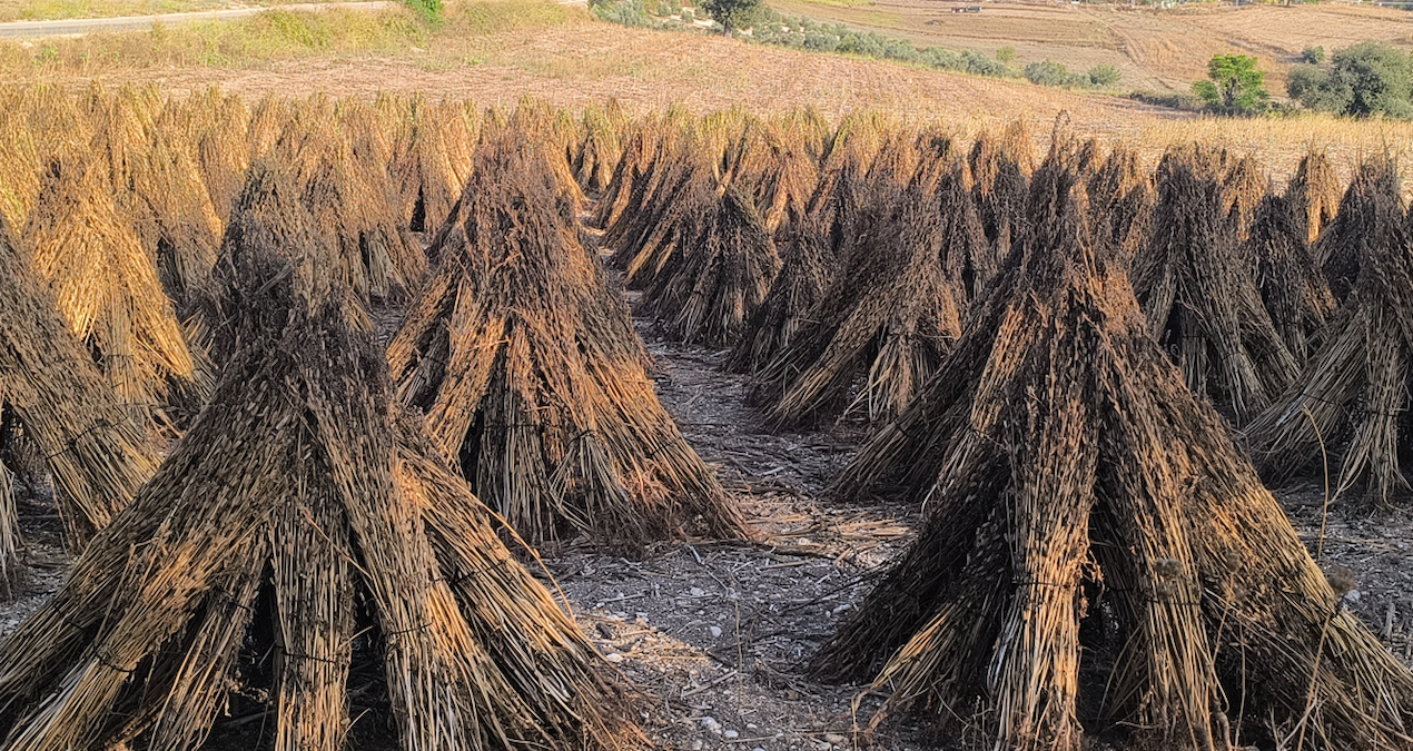 200 liranin altinda teklif ederlerse susami goturur baraja dokerim baliklar yesin 53p4iBHC
