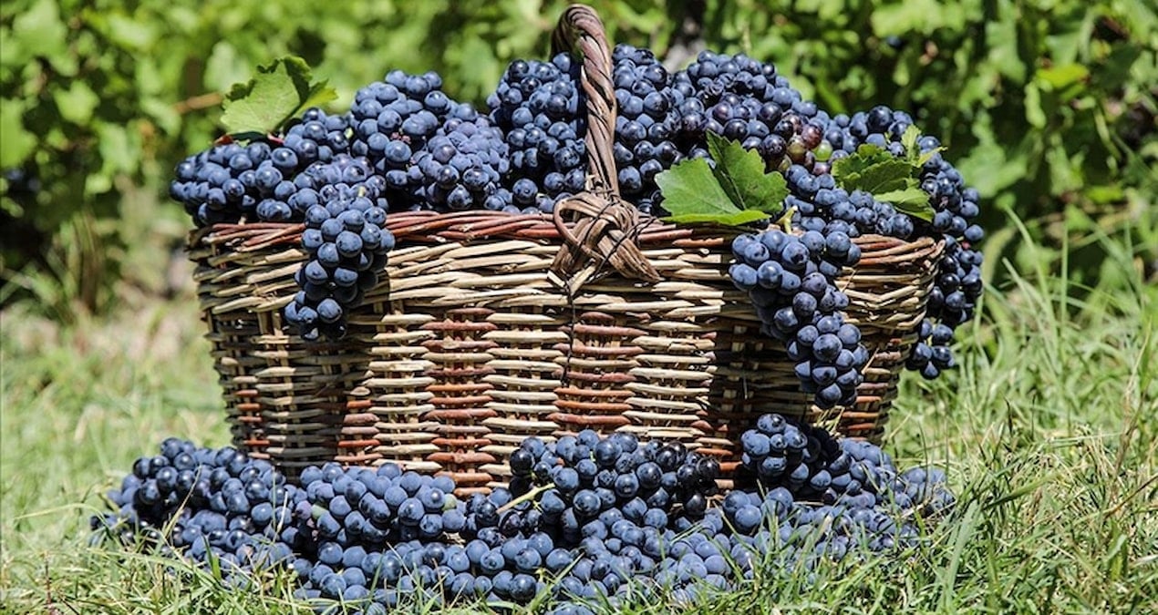 3 bin yillik tat cografi isaretli uzumunun hasat zamani geldi enkq4PwY