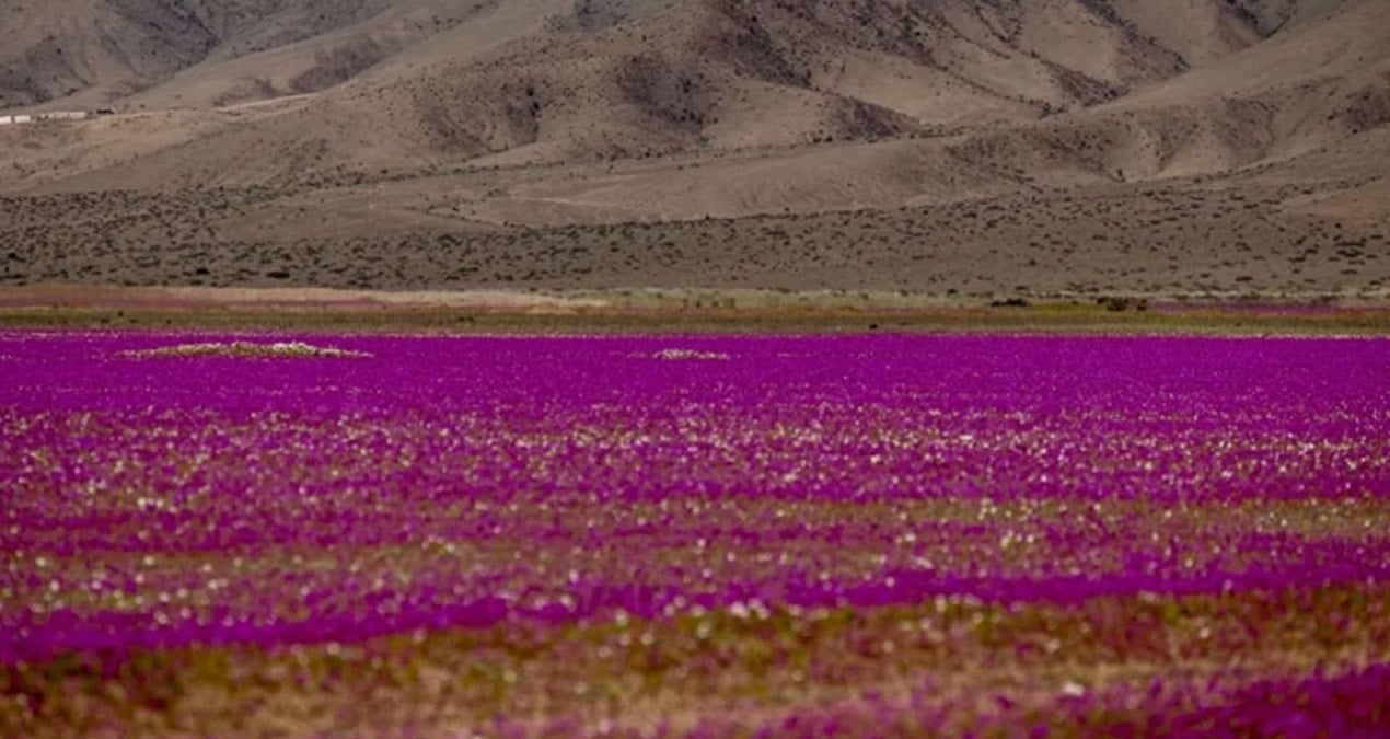 dunyanin en kurak colu cicek tarlasina dondu gormek icin akin ettiler QhKBRVCS