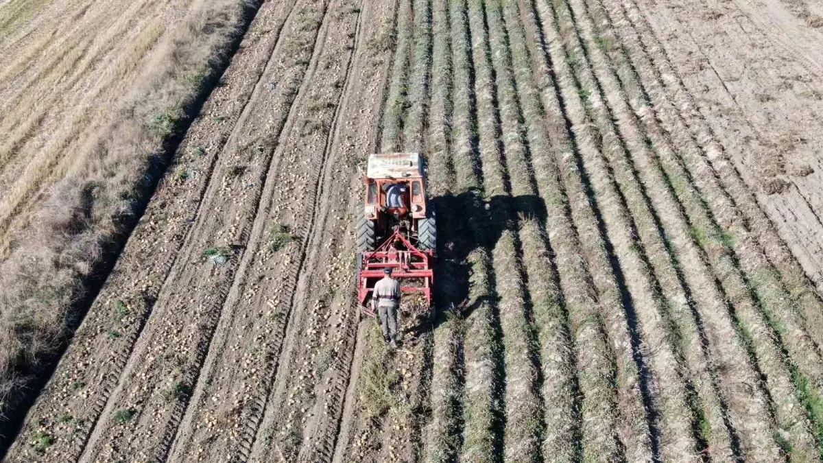 kastamonuda patates hasadi devam ediyor 4qQOaNwM.jpg