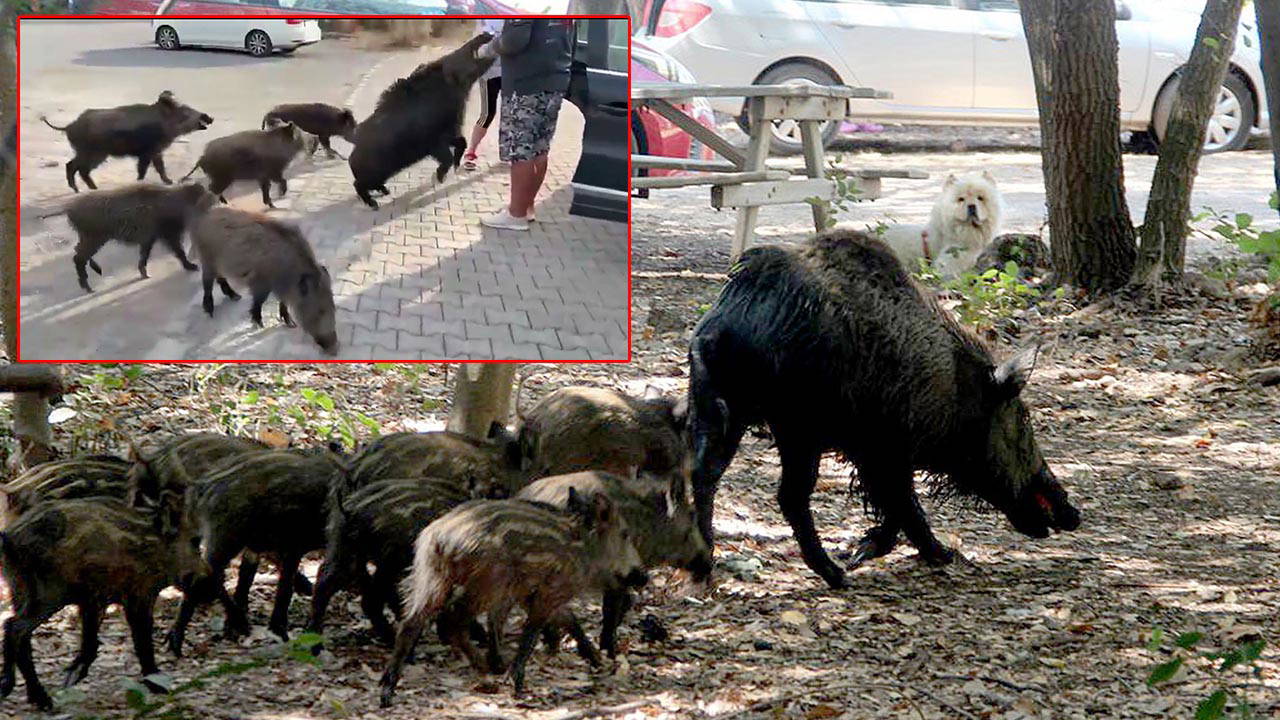 beslemeye calistigi yaban domuzu tatilcinin kolunu isirdi vO8vkzfp.jpg